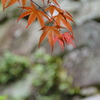 村雲御所　もみじ　１