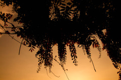 藤の花と夕日
