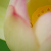 蓮の花