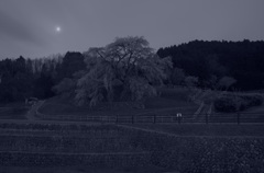 又兵衛桜1