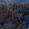 又兵衛桜204