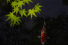 青紅葉と鯉