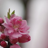 蜘蛛と桃