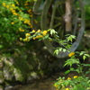 山吹2