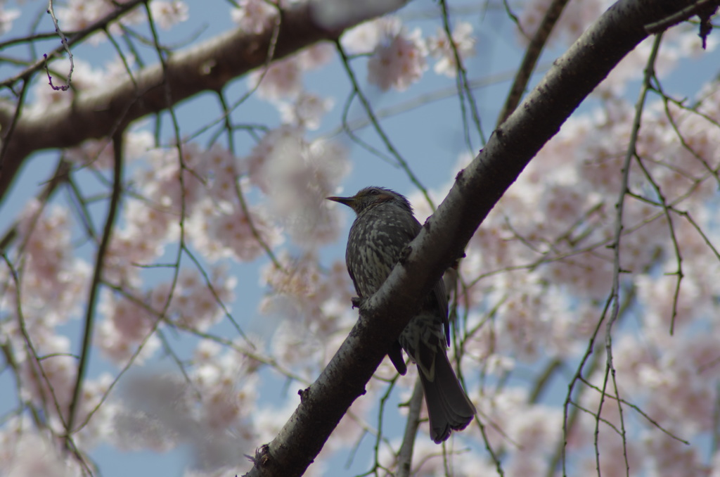 春の狩人
