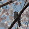春の狩人