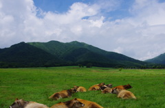 蒜山高原の夏