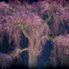 祇園の夜桜