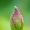 蜘蛛と蕾