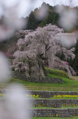 又兵衛桜2