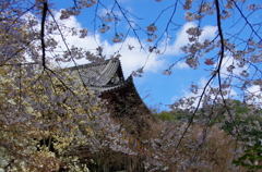 奈良の春2014