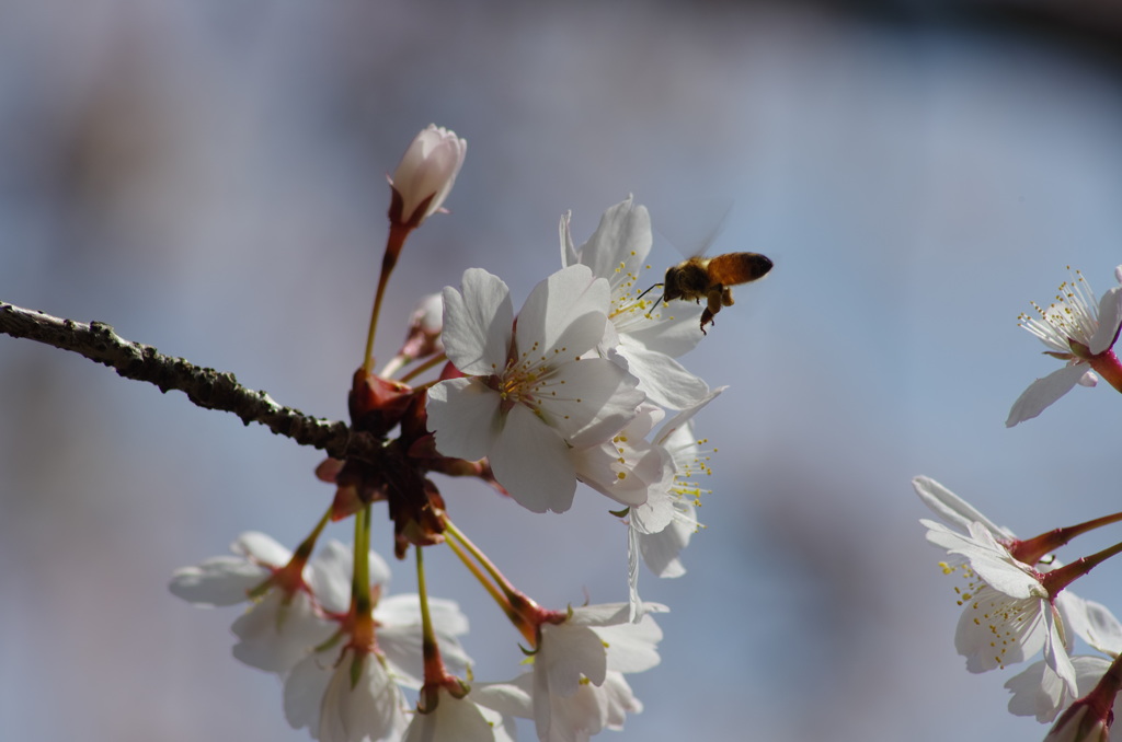 桜蜜