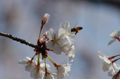 桜蜜