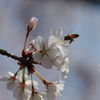 桜蜜
