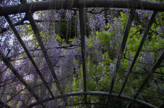 三大神社　藤の花