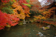 蓮華寺の紅葉4