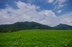 蒜山高原