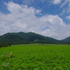 蒜山高原