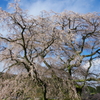 奈良の春2014