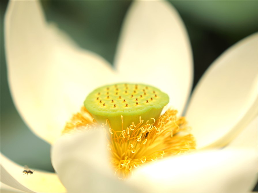 蓮の花　白