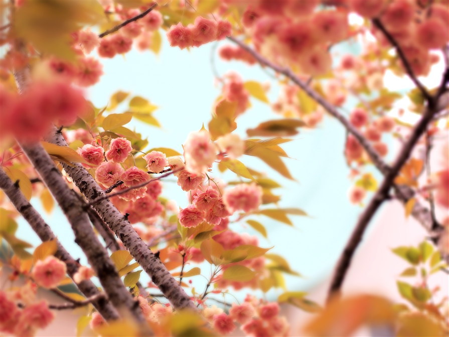 造幣局の桜