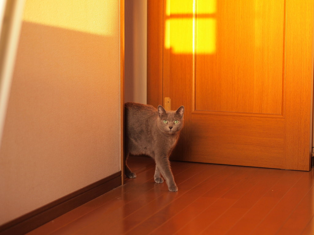 てくてく