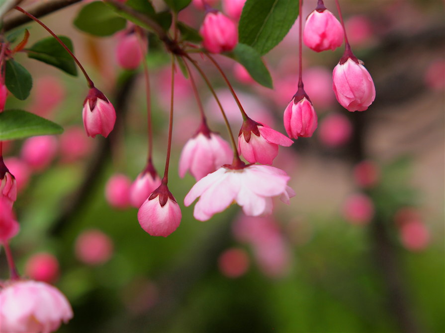 さかさぼんぼり桜