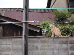 アメショーかな