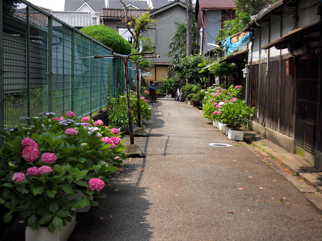 紫陽花のある景色