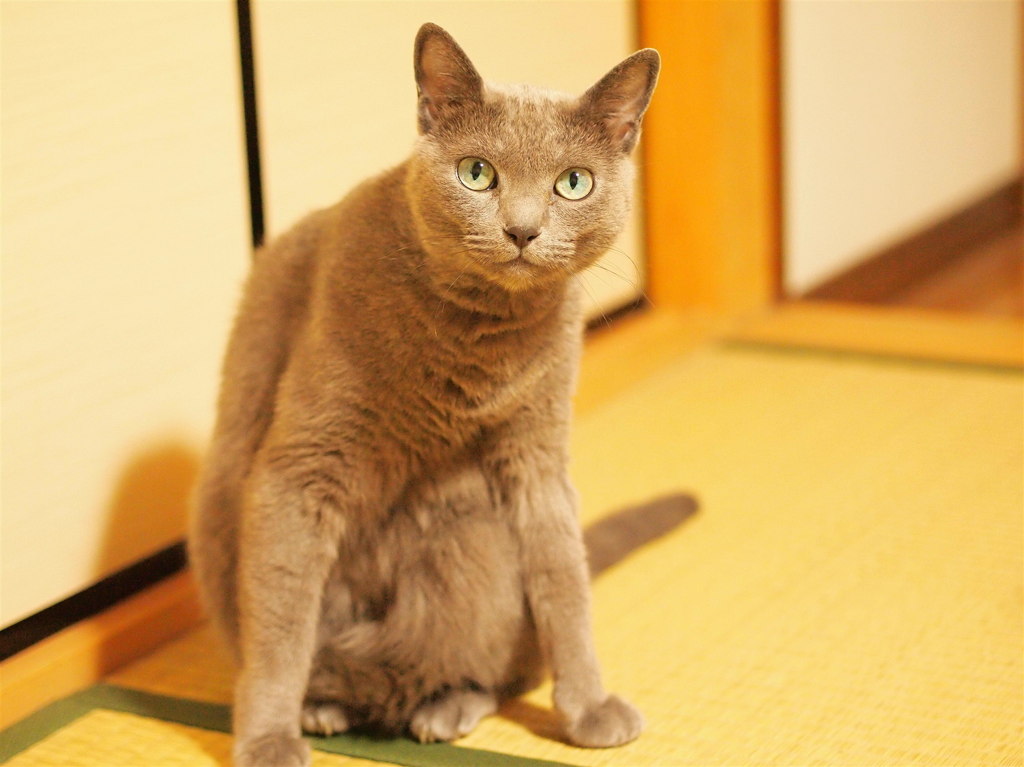 畳の部屋で