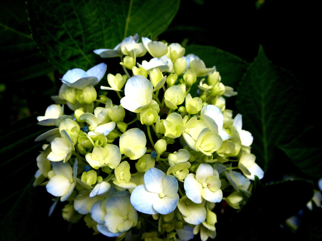 紫陽花