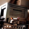 灰猫