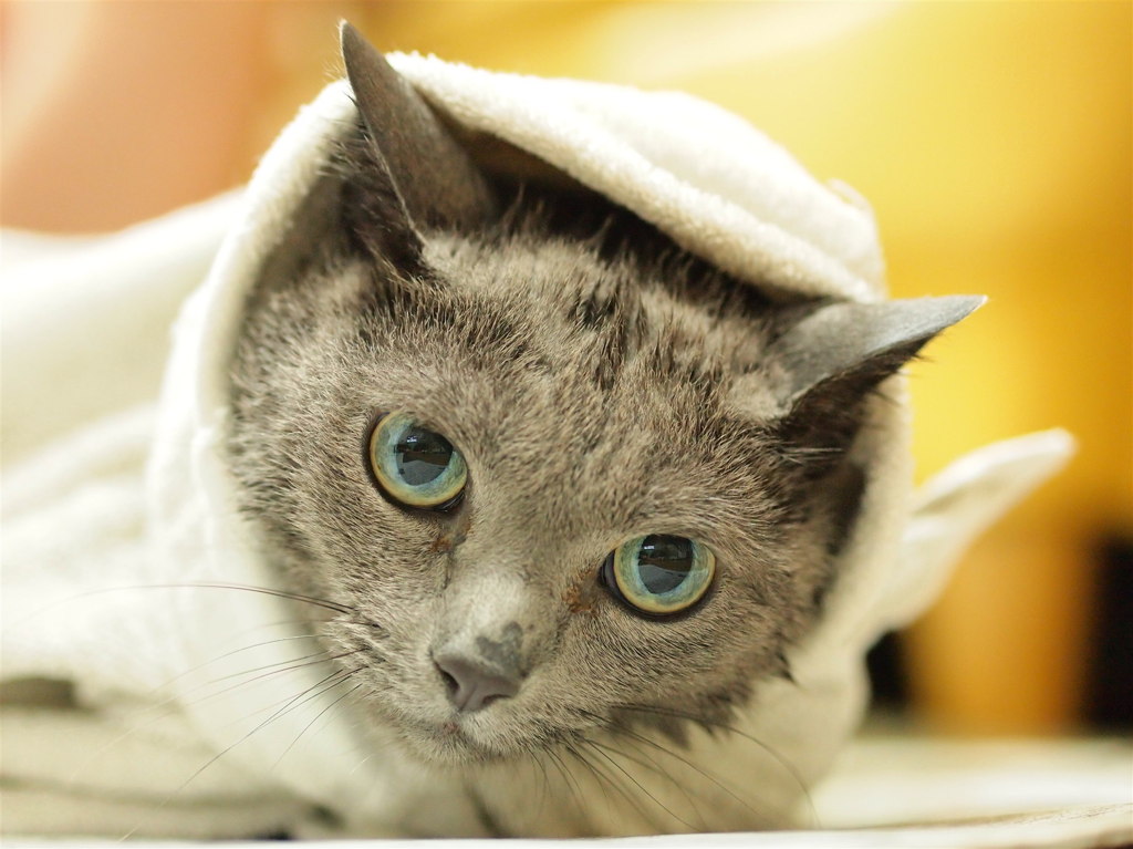 猫シャン