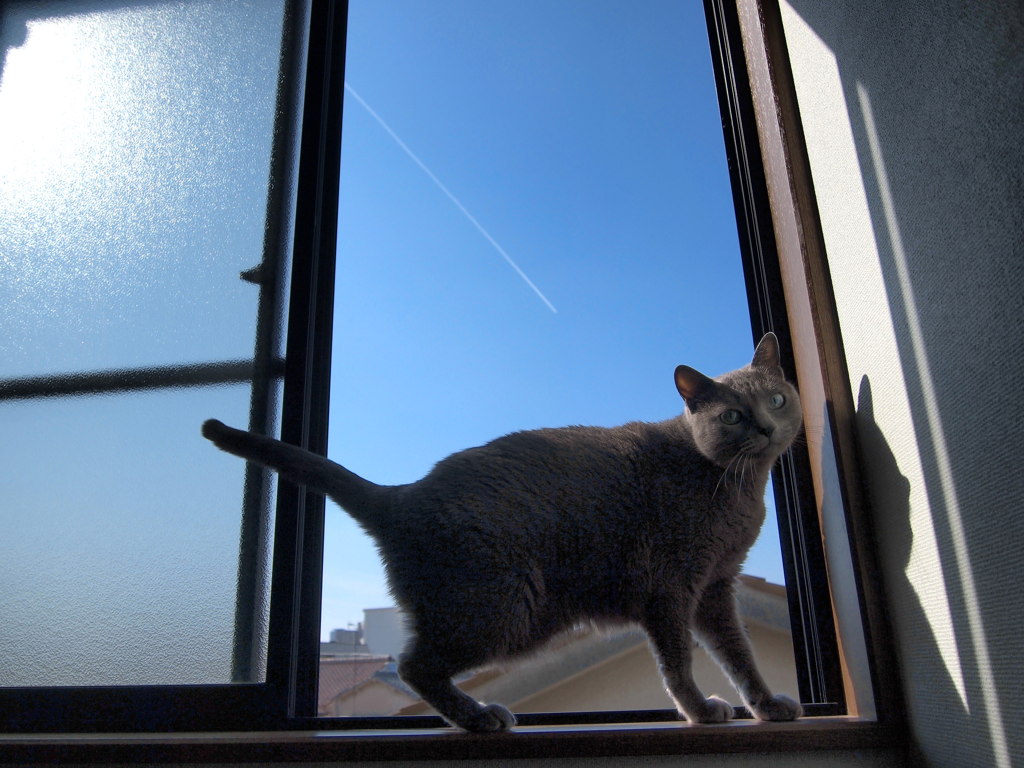青空に猫