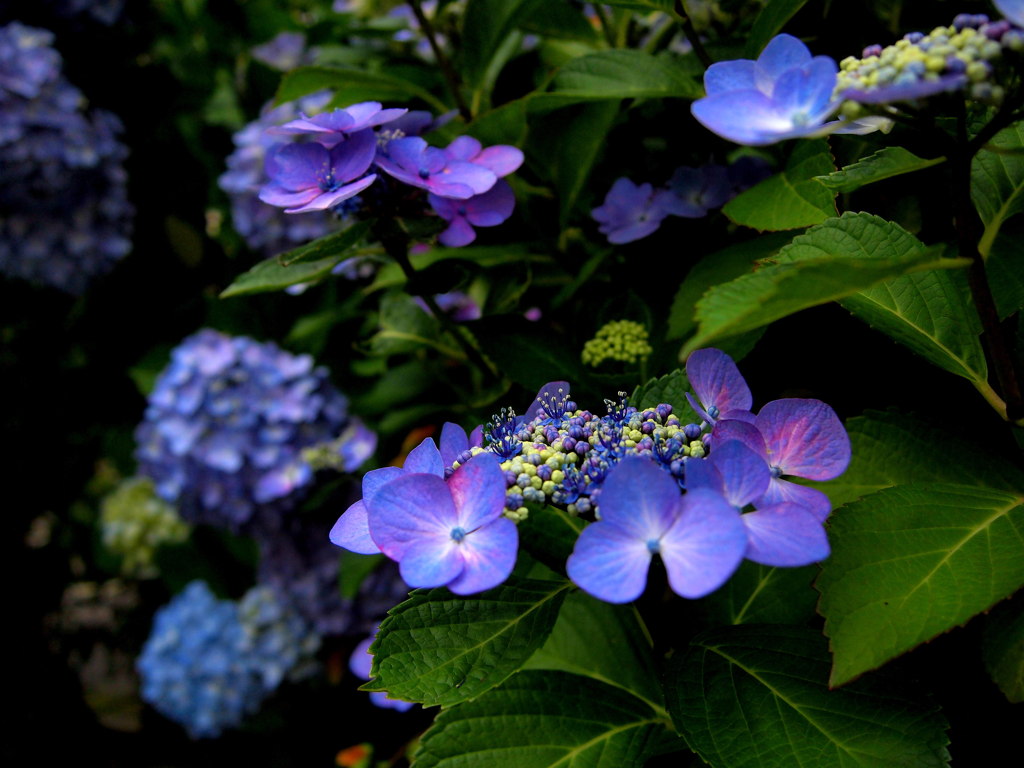 額紫陽花　