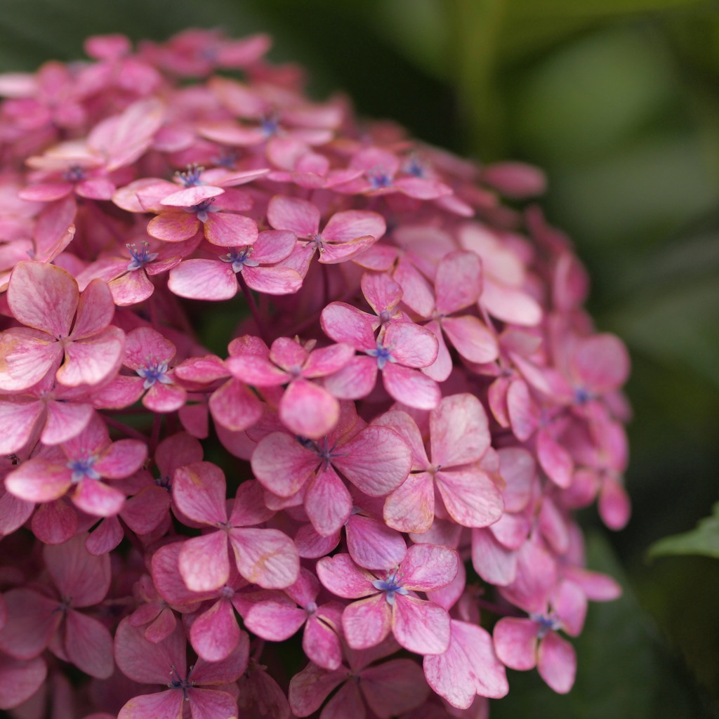 紫陽花3
