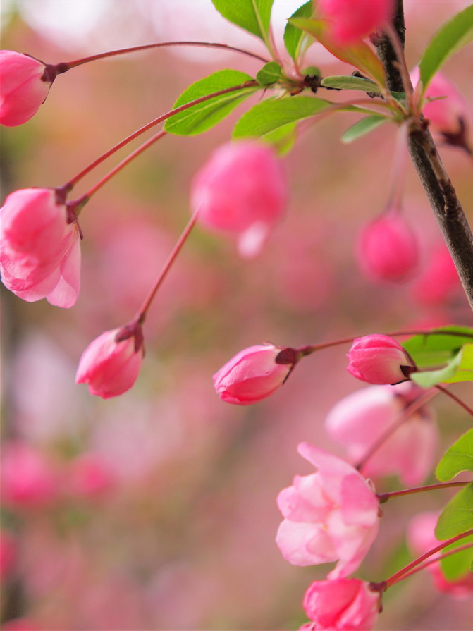 さくらんぼ桜