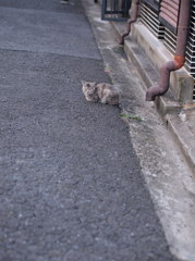 ちっちゃ！