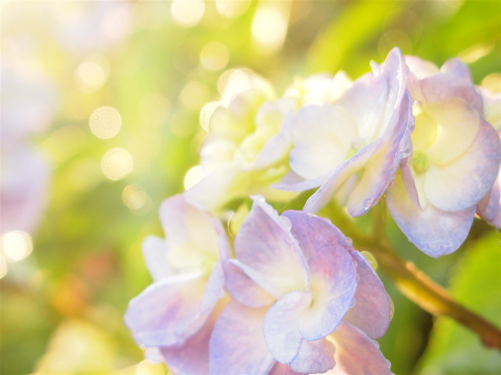 雨上がりの紫陽花