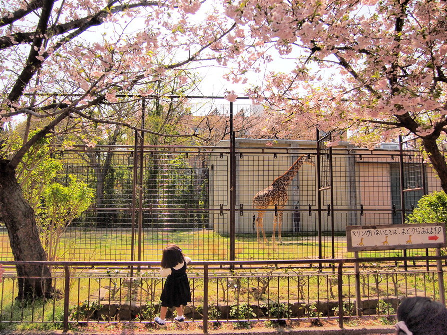キリンの花見