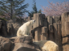 白クマの花見