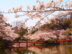 桜水面