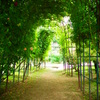 秘密の花園