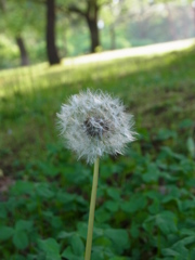 わたげ