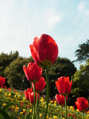 げんきよく‥