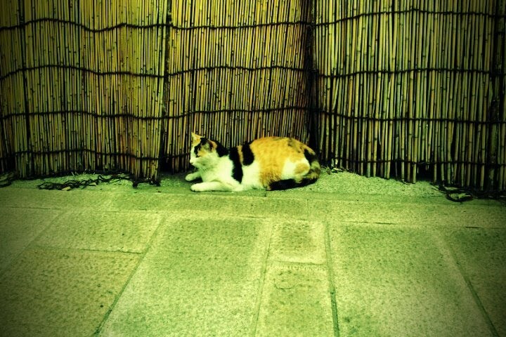 ねこ