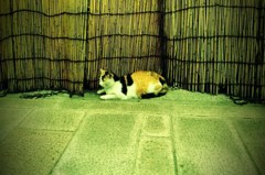ねこ