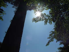 初夏