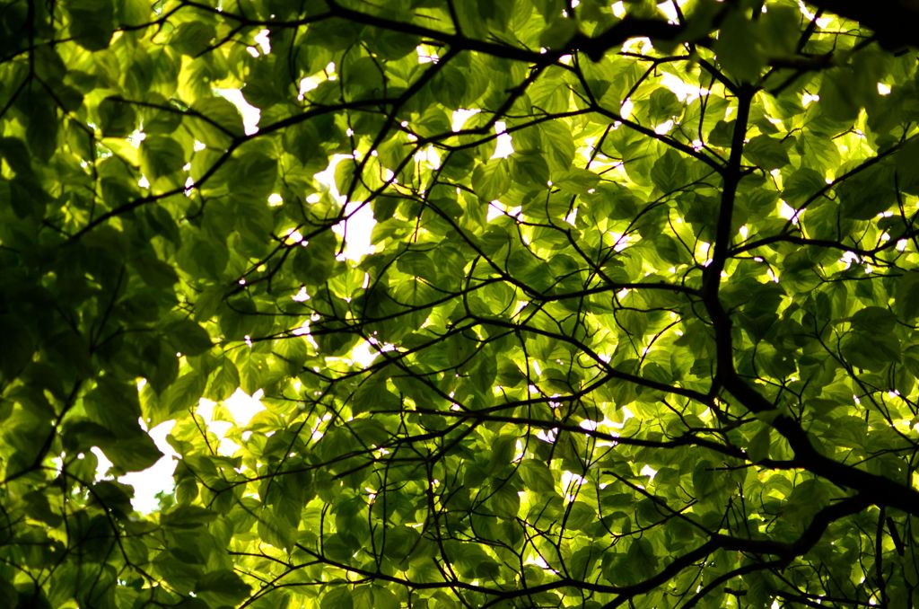  Leaves