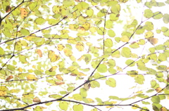 leaves-2